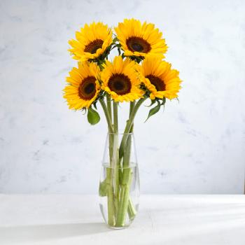 Co-op Florist Sunflower