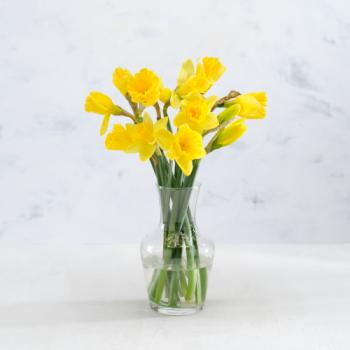 Co-op British Daffodils