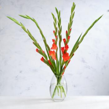 Co-op Gladioli Bouquet