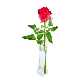 Co-op Valentine's Luxury Single Rose