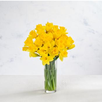 British Daffodils