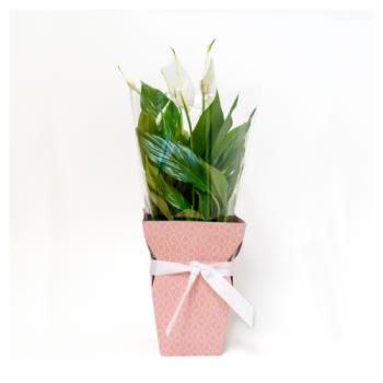 Foliage in Sleeve