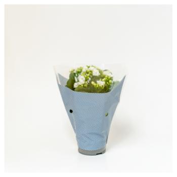 Kalanchoe