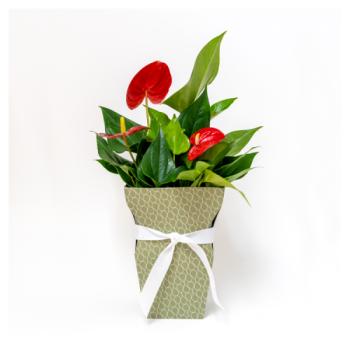 Gift Anthurium