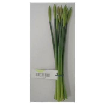 Daffodils Pm169