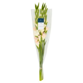 Olive & Acacia Gladioli